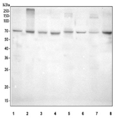 Western blot testing of 1) human Jurkat, 2) human CCRF-CEM, 3) human Raji, 4) human PC-3, 5) rat brain, 6) rat C6, 7) mouse brain and 8) mouse 3T3-L1 lysate with SHP-2 antibody. Expected/observed molecular weight: ~68 kDa.