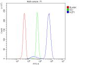 IKZF1 Antibody U937 Flow Cytometry. Flow cytometric analysis of human U937 cells stained with IKZF1 Antibody / Ikaros Family Zinc Finger 1 Antibody demonstrates a pronounced rightward shift of the antibody-stained population (blue) relative to both the isotype control (green) and unstained cells (red). The observed fluorescence profile is consistent with expression of IKZF1 (Ikaros), a zinc finger transcription factor that functions as a master regulator of hematopoietic differentiation, lymphoid development, and transcriptional control of immune-related gene expression. The clear separation between the IKZF1-positive and control populations supports specific detection of endogenous IKZF1 by intracellular flow cytometry. Cells were fixed with 4% paraformaldehyde, permeabilized, and stained with IKZF1 antibody (1 ug/10^6 cells), followed by DyLight 488-conjugated secondary antibody detection. Red = unstained cells, Green = isotype control, Blue = IKZF1 antibody.