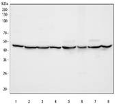Western blot testing of 1) human HepG2, 2) human U-251, 3) human SiHa, 4) human K562, 5) rat brain, 6) rat lung, 7) mouse brain and 8) mouse lung tissue lysate with EIF4A2 antibody. Expected molecular weight ~46 kDa.