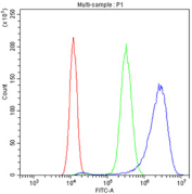 Flow cytometry testing of fixed and permeabilized human SiHa cells with EIF4A2 antibody at 1ug/million cells (blocked with goat sera); Red=cells alone, Green=isotype control, Blue= EIF4A2 antibody.