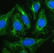 Plectin Antibody U-2 OS Cytoskeleton IF. Immunofluorescent staining of human U-2 OS cells demonstrates plectin expression using a Plectin antibody (green). Plectin is a cytolinker protein that interconnects intermediate filaments, microtubules, and actin filaments to maintain cellular architecture and mechanical stability. A dense filamentous network extending throughout the cytoplasm and into cellular processes is observed, highlighting the role of plectin in organizing the cytoskeleton and supporting cell shape. DAPI was used as a nuclear counterstain (blue). Heat induced epitope retrieval was performed by boiling sections in pH 6 10 mM citrate buffer for 20 minutes followed by cooling prior to staining. These results support the utility of Plectin Antibody for studies of cytoskeletal dynamics, cell adhesion, mechanotransduction, and tumor cell biology.