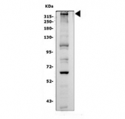 Plectin Antibody HeLa Cells WB. Western blot analysis of human HeLa cell lysate demonstrates plectin expression using a Plectin antibody. Plectin is a giant cytolinker protein that organizes intermediate filaments, microtubules, and actin networks to maintain cellular architecture and mechanical stability. A strong high molecular weight band is detected above 315 kDa, corresponding to the expected migration pattern of full length plectin, which has a predicted molecular weight of approximately 532 kDa. Additional lower molecular weight bands may represent proteolytic fragments or alternatively processed forms commonly observed with large cytoskeletal proteins. These results support the utility of Plectin Antibody for studies of cytoskeletal organization, cell adhesion, mechanotransduction, and cancer biology.