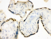IHC testing of frozen human placental tissue with DDB1 antibody.