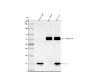Immunoprecipitation of Smac protein from 500ug of human HepG2 whole cell lysate with 2ug of Smac antibody.