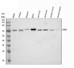 FZD1 Antibody Human, Mouse and Rat WB. Western blot analysis of FZD1 Antibody using lysates from lane 1: human HeLa cells, lane 2: human Jurkat cells, lane 3: human Ramos cells, lane 4: human RT4 cells, lane 5: rat liver, lane 6: rat heart, lane 7: mouse liver and lane 8: mouse heart. A specific band is detected at approximately 71 kDa, consistent with the predicted molecular weight of FZD1. These results demonstrate cross-species detection of endogenous Frizzled 1 and support the use of FZD1 Antibody for investigating Wnt receptor expression and signaling in human and rodent tissues.