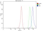 FZD1 Antibody Human MCF-7 FACS. Flow cytometry analysis of fixed MCF-7 human breast cancer cells stained with FZD1 Antibody at 1 ug/10^6 cells, followed by a Fluoro488-conjugated secondary antibody. The blue histogram (FZD1) shows a clear rightward shift compared with the rabbit IgG isotype control (green) and unstained cells (red), demonstrating specific detection of endogenous Frizzled 1 expression. These results support the use of FZD1 Antibody for analyzing FZD1 expression and Wnt signaling receptor distribution by flow cytometry.