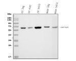 Heparanase 1 Antibody Mouse and Rat WB. Western blot testing of rat lung (lane 1), rat ovary (lane 2), rat testis (lane 3), mouse lung (lane 4), and mouse testis (lane 5) lysates using Heparanase 1 antibody detected a specific band at approximately 61 kDa, consistent with the expected molecular weight of mature HPSE. The strongest signal was observed in testis lysates, in agreement with the relatively high expression of heparanase reported in reproductive tissues. This Heparanase 1 Antibody, also called an HPSE Antibody, is useful for investigating extracellular matrix remodeling, heparan sulfate metabolism, angiogenesis, inflammation, and cancer progression.