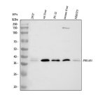 PRKAB1 Antibody Human, Rat and Mouse WB. Western blot demonstrates detection of PRKAB1 in human 293T cells, rat liver and PC-12 cell lysates, and mouse liver and NIH3T3 cell lysates. A prominent immunoreactive band is observed at approximately 38 kDa in all samples, slightly above the predicted molecular weight of approximately 30 kDa, which is consistent with the reduced electrophoretic mobility frequently reported for AMPK beta 1. An additional high molecular weight band is visible in the mouse liver sample, which may represent a modified protein species or a protein complex. This PRKAB1 Antibody is suitable for studies of protein kinase AMP-activated non-catalytic subunit beta 1, AMPK signaling, and cellular energy metabolism across human, rat, and mouse samples.