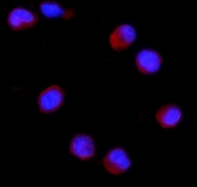 CD27 Antibody for IF. Immunofluorescence analysis of CD27 / TNFRSF7 expression in FFPE human K562 cells using CD27 Antibody (red) and DAPI (blue). Signal is observed at the cell periphery and cytoplasmic regions, consistent with CD27 localization in membrane-associated compartments, while nuclei are counterstained with DAPI (blue). The staining pattern supports evaluation of CD27 distribution in cellular contexts and complements its use as a lymphoid tissue architecture marker for assessing immune cell organization and localization. Heat-induced epitope retrieval was performed in pH 6, 10 mM citrate buffer for 20 minutes followed by cooling prior to antibody incubation.
