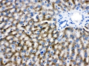 Catalase Antibody / Antioxidant Enzyme Antibody Rat Liver IHC. Immunohistochemical staining of FFPE rat liver tissue using Catalase Antibody / Antioxidant Enzyme Antibody. Catalase expression is detected predominantly within the cytoplasm of hepatocytes, consistent with its localization in peroxisomes and its critical role in hydrogen peroxide detoxification and maintenance of cellular redox homeostasis. Heat-induced epitope retrieval was performed by boiling tissue sections in pH 6, 10 mM citrate buffer for 20 minutes and allowing them to cool prior to immunostaining.