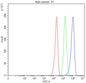 YAP1 Antibody U-251 Cells FACS. Flow cytometry analysis of fixed and permeabilized human U-251 cells using a YAP1 antibody at 1 ug per million cells following blocking with goat sera. YAP1, also known as Yes Associated Protein 1, is a transcriptional coactivator and major Hippo pathway effector involved in regulating cell proliferation and tumor progression. Red histogram: cells alone. Green histogram: isotype control. Blue histogram: YAP1 antibody. The distinct rightward shift of the YAP1 antibody signal relative to the controls demonstrates specific intracellular detection of endogenous YAP1 in U-251 cells and supports the utility of YAP1 Antibody for flow cytometric analysis of Hippo signaling and cancer biology.