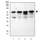 YAP1 Antibody Rodent Cell Lysates WB. Western blot analysis of YAP1 expression using a YAP1 antibody. Lane 1: rat RH35 cell lysate. Lane 2: rat C6 cell lysate. Lane 3: mouse HEPA1-6 cell lysate. Lane 4: mouse RM1 cell lysate. YAP1, also known as Yes Associated Protein 1, is a transcriptional coactivator and major Hippo pathway effector that regulates cell proliferation, tissue homeostasis, and organ growth. A prominent band is detected at approximately 65 to 70 kDa in all samples, consistent with the characteristic migration pattern of YAP1. Although the predicted molecular weight is approximately 54 kDa, phosphorylation and other post translational modifications commonly result in slower electrophoretic mobility in SDS PAGE. These findings demonstrate the utility of YAP1 Antibody for detecting endogenous YAP1 in rodent-derived cell lines.