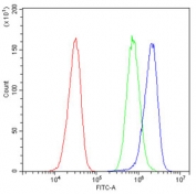 Alpha A Crystallin Antibody Human HepG2 Flow Cytometry. Flow cytometric analysis of human HepG2 cells using Alpha A Crystallin antibody demonstrated a clear rightward shift in fluorescence intensity (blue) compared with the isotype control (green) and unstained cells (red), indicating specific detection of Alpha A Crystallin expression. Alpha A Crystallin (CRYAA) is a small heat shock protein and ATP-independent molecular chaperone that protects cells from protein aggregation, oxidative stress, and apoptosis while maintaining protein homeostasis. HepG2 cells were incubated with Alpha A Crystallin antibody at 1 ug/10^6 cells following goat serum blocking. These results support the utility of Alpha A Crystallin Antibody for flow cytometric studies of molecular chaperone function, protein homeostasis, and cellular stress responses.