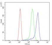 Flow cytometry testing of fixed and permeabilized human A431 cells with AFG3L2 antibody at 1ug/million cells (blocked with goat sera); Red=cells alone, Green=isotype control, Blue= AFG3L2 antibody.