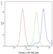 Flow cytometry testing of fixed and permeabilized human U-251 MG cells with TCP1 delta antibody at 1ug/million cells (blocked with goat sera); Red=cells alone, Green=isotype control, Blue= TCP1 delta antibody.