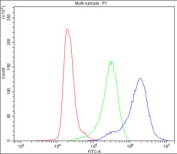 Flow cytometry testing of fixed and permeabilized human K562 cells with TCP1 delta antibody at 1ug/million cells (blocked with goat sera); Red=cells alone, Green=isotype control, Blue= TCP1 delta antibody.