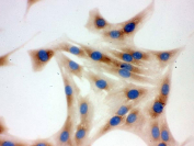 ICC staining of FFPE rat NRK cells with TCP1 delta antibody. 