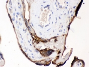 CDCP1 Antibody / SIMA135 immunohistochemistry analysis of human placenta tissue. Formalin-fixed paraffin-embedded human placenta stained with CDCP1 Antibody / SIMA135. HRP-DAB brown chromogenic staining highlights membranous and cytoplasmic signal in placental trophoblast cells, consistent with the expected cell surface localization of CDCP1 / CD318. HIER: boil the paraffin sections in pH 6, 10mM citrate buffer for 20 minutes and allow to cool prior to testing.