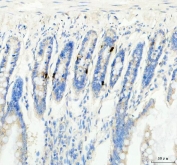 IHC staining of FFPE rat colon tissue with Gip antibody. HIER: boil tissue sections in pH8 EDTA for 20 min and allow to cool before testing.