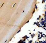 Osteocalcin Antibody Mouse Tibia IHC. IHC staining of FFPE mouse tibia tissue was performed with Osteocalcin Antibody at 2 ug/ml overnight at 4oC. Heat-induced epitope retrieval was performed in pH 8.0 EDTA buffer, followed by HRP-conjugated secondary antibody and DAB detection. Positive Osteocalcin staining is observed along bone-associated cellular regions. This Osteocalcin Antibody demonstrates detection and localization of BGLAP in mouse tibia tissue.