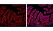 Immunofluorescent staining of FFPE rat intestine tissue with HMGB2 antibody (red) and DAPI nuclear stain (blue). HIER: steam section in pH6 citrate buffer for 20 min.