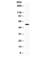 Western blot testing of human HL60 cell lysate with AEBP2 antibody at 0.5ug/ml. Expected molecular weight ~55 kDa.