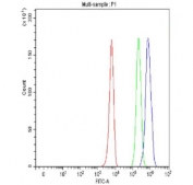 Flow cytometry testing of fixed and permeabilized human K562 cells with AIRE antibody at 1ug/million cells (blocked with goat sera); Red=cells alone, Green=isotype control, Blue= AIRE antibody.