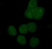 Immunofluorescent staining of FFPE human A431 cells with APOBEC3G antibody (green). HIER: steam section in pH6 citrate buffer for 20 min.