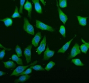 Immunofluorescent staining of FFPE human HeLa cells with ABCE1 antibody (green) and DAPI nuclear stain (blue). HIER: steam section in pH6 citrate buffer for 20 min.