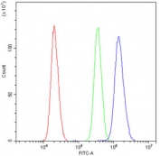 AKR1B1 Antibody FACS. Flow cytometry testing of human U-2 OS cells with AKR1B1 antibody at 1ug/million cells (blocked with goat sera); Red=cells alone, Green=isotype control, Blue= AKR1B1 antibody.