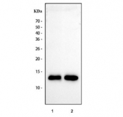 Western blot testing of human 1) HCCT and 2) HCCP cell lysate with APOC3 antibody at 0.5ug/ml. Predicted molecular weight 9-11 kDa.