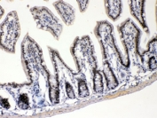 E2F4 Antibody Mouse Intestine IHC. Immunohistochemistry testing of FFPE mouse intestine with E2F4 antibody at 1ug/ml. HIER: steam section in pH6 citrate buffer for 20 min.