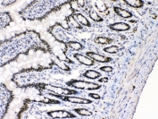 E2F4 Antibody Rat Intestine IHC. Immunohistochemistry testing of FFPE rat intestine with E2F4 antibody at 1ug/ml. HIER: steam section in pH6 citrate buffer for 20 min.