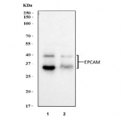EpCAM Antibody WB. Western blot testing of human 1) Caco-2 and 2) MCF7 cell lysate with EpCAM antibody at 0.5ug/ml. Expected molecular weight: 35/40-42 kDa.