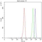 Adipophilin Antibody Human HEL Cell FACS. Flow cytometry analysis of fixed and permeabilized human HEL cells with Adipophilin antibody at 1ug/million cells (blocked with goat sera); Red=cells alone, Green=isotype control, Blue= Adipophilin antibody.