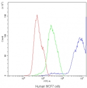 DBI Antibody MCF7 FACS. Flow cytometry analysis of human MCF7 cells using DBI antibody demonstrates a strong rightward shift in fluorescence intensity compared to the isotype control, consistent with detection of DBI / Diazepam binding inhibitor, a lipid-binding protein involved in acyl-CoA metabolism and neurosteroid-associated signaling pathways; red histogram represents cells alone, green histogram represents isotype control, and blue histogram represents DBI antibody staining.