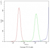 DBI Antibody PC-3 FACS. Flow cytometry analysis of human PC-3 cells using DBI antibody demonstrates a pronounced rightward shift in fluorescence intensity relative to the isotype control, consistent with detection of DBI / Diazepam binding inhibitor, an acyl-CoA-binding protein involved in intracellular lipid metabolism and neurosteroid-associated signaling pathways; red histogram represents cells alone, green histogram represents isotype control, and blue histogram represents DBI antibody staining.