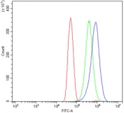 PLAP Antibody HeLa FACS. Flow cytometry analysis of human HeLa cells stained with PLAP Antibody demonstrates a distinct right-shifted fluorescence population relative to the isotype control, consistent with cell-associated expression of placental alkaline phosphatase / ALPP in epithelial-derived tumor cells. This germ cell tumor marker antibody supports detection of membrane-associated PLAP expression in transformed cellular populations. Red=cells alone, Green=isotype control, Blue=PLAP antibody.
