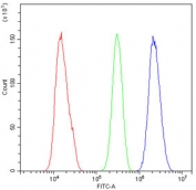 Flow cytometry testing of fixed and permeabilized human SiHa cells with AFF4 antibody at 1ug/10^6 cells (blocked with goat sera); Red=cells alone, Green=isotype control, Blue= AFF4 antibody.