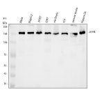 AFF4 Antibody Human, Rat and Mouse WB. Western blot analysis of lane 1: human HeLa, lane 2: human HepG2, lane 3: human 293T, lane 4: human U87, lane 5: rat brain, lane 6: rat C6, lane 7: mouse brain, and lane 8: mouse Neuro-2a lysates using AFF4 Antibody / AF4/FMR2 Family Member 4 Antibody at 0.5 ug/ml. A predominant band is detected at approximately 150 kDa across all samples, although the predicted molecular weight of AFF4 is approximately 128 kDa. The slower migration is consistent with the reported behavior of this large nuclear protein and may reflect post-translational modification or anomalous electrophoretic mobility. This AFF4 Antibody, also called AF4/FMR2 Family Member 4 Antibody, is suitable for studies of transcription elongation, Super Elongation Complex biology, nuclear protein expression, and gene regulation across multiple species.