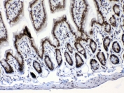IHC testing of FFPE mouse intestine tissue with Musashi antibody at 1ug/ml. Required HIER: steam section in pH6 citrate buffer for 20 min and allow to cool prior to testing.