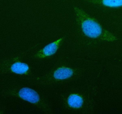 Immunofluorescent staining of FFPE human U-2 OS cells with AGR2 antibody (green) and DAPI nuclear stain (blue). HIER: steam section in pH6 citrate buffer for 20 min.