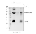HRAS Antibody Immunoprecipitation from Human MCF-7 Breast Cancer Cells IP. Immunoprecipitation of HRAS from human MCF-7 breast cancer whole cell lysate was performed using HRAS Antibody / HRas Proto-Oncogene GTPase Antibody. Lane 1 contains 30 ug of MCF-7 whole cell lysate, lane 2 is the rabbit IgG control and lane 3 contains HRAS immunoprecipitated from 500 ug of MCF-7 lysate using 2 ug of antibody. Western blot detection was performed with the antibody at 0.5 ug/ml followed by goat anti-rabbit IgG-HRP and ECL detection. A specific HRAS band is detected at approximately 18 kDa, consistent with the expected 18-21 kDa range. This HRAS Antibody demonstrates immunoprecipitation of HRas proto-oncogene GTPase from human breast cancer cells.