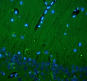 Immunofluorescent staining of FFPE rat brain tissue with CD90 antibody (green) and DAPI nuclear stain (blue). Required HIER: steam section in pH8 EDTA for 20 min and allow to cool prior to testing.