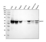 Cytokeratin 8 Antibody Human, Rat and Mouse WB. Western blot analysis of lane 1: human A549, lane 2: human A431, lane 3: human HepG2, lane 4: rat liver, lane 5: rat RH35, lane 6: mouse liver, and lane 7: mouse Hepa1-6 lysates using Cytokeratin 8 Antibody / KRT8 Antibody at 0.5 ug/ml. A specific band was detected at approximately 54 kDa, consistent with the expected molecular weight of Cytokeratin 8, with additional lower molecular weight bands observed in selected samples that may represent processed or tissue-specific forms. This Cytokeratin 8 Antibody, also called KRT8 Antibody, is suitable for studies of epithelial differentiation, intermediate filament organization, epithelial biology, and Cytokeratin 8 protein expression across multiple species.