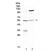 ETS1 Antibody Human Mouse WB. Western blot testing of 1) mouse NIH3T3 and 2) human A375 lysate with ETS1 antibody at 0.5ug/ml. Predicted molecular weight ~51 kDa.