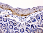 IHC testing of FFPE mouse intestine tissue with CHRNA5 antibody at 1ug/ml. Required HIER: steam section in pH6 citrate buffer for 20 min and allow to cool prior to testing.