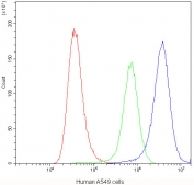 Flow cytometry testing of human A549 cells with CHRNA5 antibody at 1ug/10^6 cells (blocked with goat sera); Red=cells alone, Green=isotype control, Blue=CHRNA5 antibody.