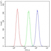 STAT1 Antibody A431 Flow Cytometry. Flow cytometric analysis of human A431 cells stained with STAT1 antibody demonstrates a clear rightward shift of the blue histogram (STAT1 antibody) relative to the green histogram (isotype control) and red histogram (cells alone), consistent with expression of Signal Transducer and Activator of Transcription 1 (STAT1). STAT1 is a key transcription factor within the JAK-STAT signaling pathway that mediates cellular responses to interferons, cytokines, and growth factors. The distinct separation between the STAT1-stained population and controls supports specific detection of STAT1 and demonstrates the utility of this antibody for flow cytometric studies of signal transduction, immune regulation, and cytokine-responsive cellular pathways. Cells were blocked with goat serum and stained using 1 ug antibody per 10^6 cells.
