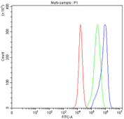 ALDH1A3 Antibody PC-3 FACS. Flow cytometry analysis of fixed and permeabilized human PC-3 cells using ALDH1A3 antibody demonstrates a clear rightward shift of the antibody-stained population relative to the isotype control, consistent with expression of Aldehyde Dehydrogenase 1 Family Member A3 (ALDH1A3). Also known as retinaldehyde dehydrogenase 3 (RALDH3), ALDH1A3 is an NAD-dependent enzyme that catalyzes retinoic acid synthesis and contributes to cellular differentiation, retinoid metabolism, and maintenance of tissue homeostasis. The observed staining profile supports expression of ALDH1A3 in PC-3 cells and demonstrates the utility of this antibody for flow cytometric analysis of intracellular proteins associated with stem cell biology, cancer-associated cellular plasticity, and developmental metabolism. Cells were fixed, permeabilized, and stained with 1 ug antibody per million cells following blocking with goat sera. Red = cells alone, green = isotype control, blue = ALDH1A3 antibody.